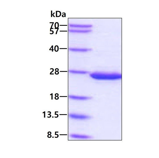 SDS-PAGE gel of recombinant E.coli dsbC protein under reducing conditions stained with Coomassie blue