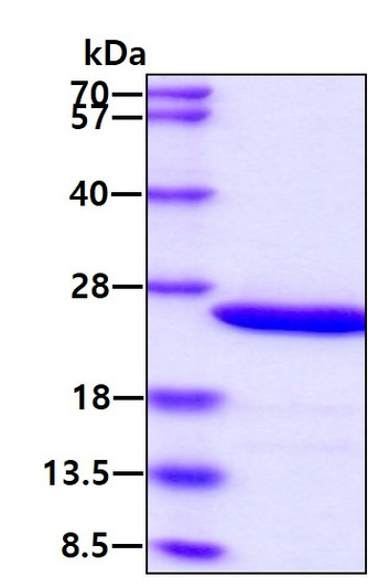 SDS-PAGE gel of recombinant mouse Prolactin protein 3µg under reducing conditions Coomassie blue stain