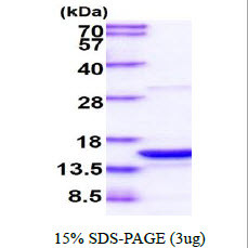 SDS-PAGE gel of recombinant human PDCD5 protein 3µg under reducing conditions Coomassie blue stain