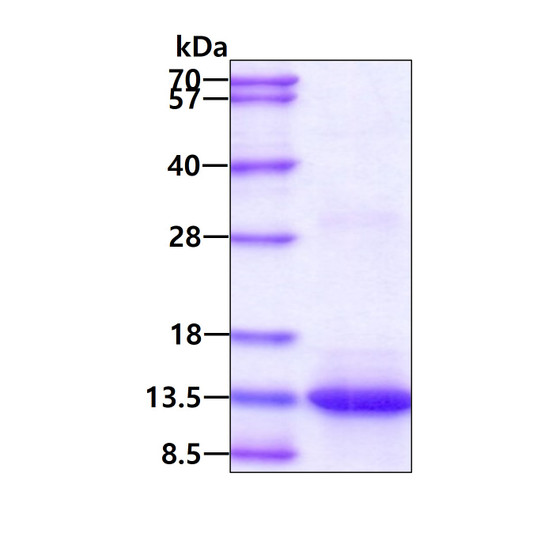 SDS-PAGE gel showing recombinant human IL-15 protein 3 µg under reducing conditions with Coomassie blue stain