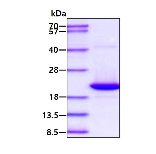 SDS-PAGE of recombinant rat IL-1 alpha protein under reducing conditions with Coomassie blue stain
