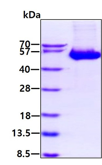 SDS-PAGE gel of recombinant human Serpin B5 Maspin protein under reducing conditions stained with Coomassie blue