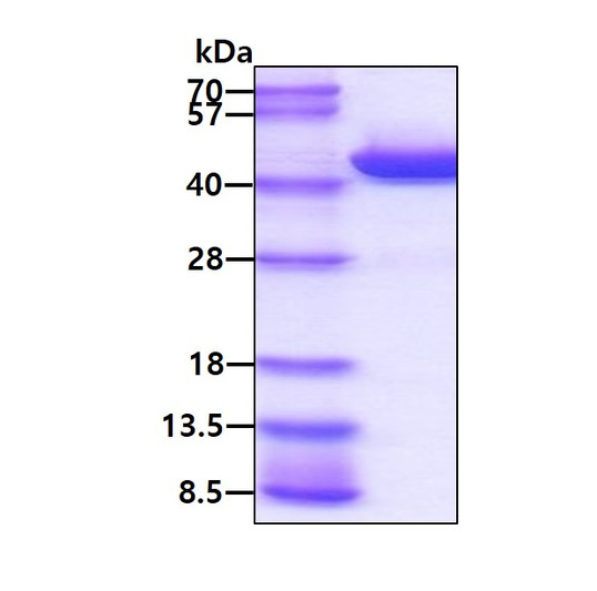 SDS-PAGE gel showing recombinant mouse HAO-1 protein 3µg Coomassie blue stain