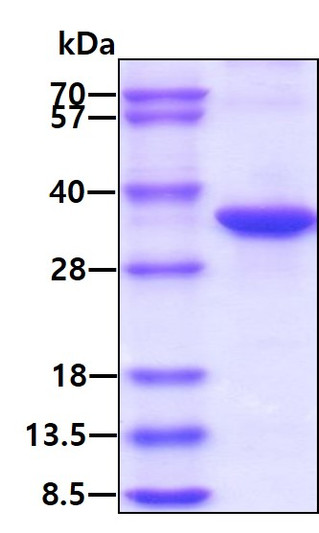 SDS-PAGE gel of recombinant human NQO1 protein under reducing conditions stained with Coomassie blue