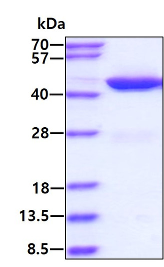 SDS-PAGE gel of recombinant mouse GOT2 protein under reducing conditions stained with Coomassie blue