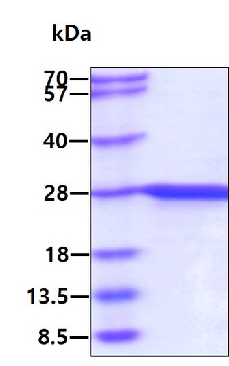 SDS-PAGE gel of recombinant mouse FGF-21 protein under reducing conditions stained with Coomassie blue
