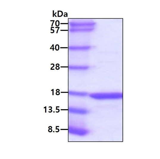 SDS-PAGE of recombinant human IL-21 protein under reducing conditions stained with Coomassie blue