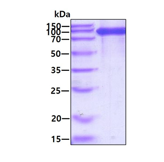 SDS-PAGE gel of recombinant human ABP1 AOC1 protein 3µg under reducing conditions Coomassie blue stain