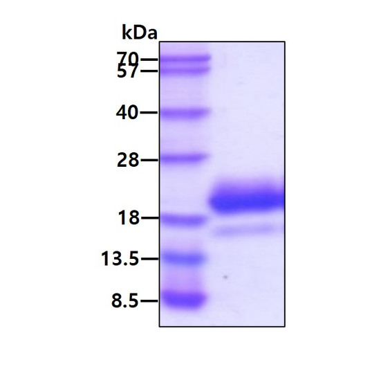 Recombinant human IL-4 protein SDS-PAGE gel under reducing conditions stained with Coomassie blue