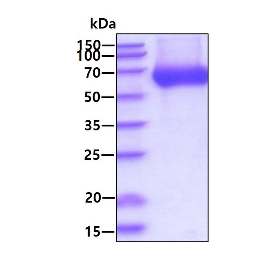 SDS-PAGE gel of recombinant human LBP protein 3 μg under reducing conditions Coomassie blue stain