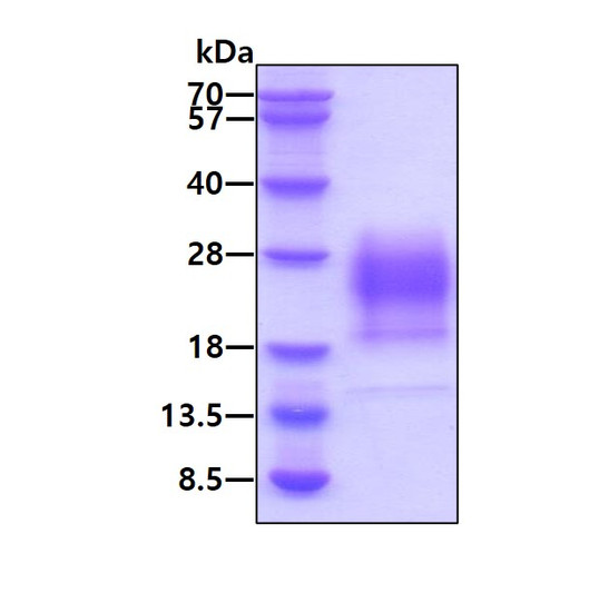 Recombinant mouse IL-5 protein SDS-PAGE gel under reducing conditions stained with Coomassie blue