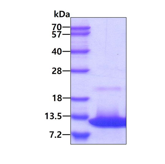 SDS-PAGE gel of recombinant canine IL-8 CXCL8 protein 3 µg reducing conditions Coomassie blue stain