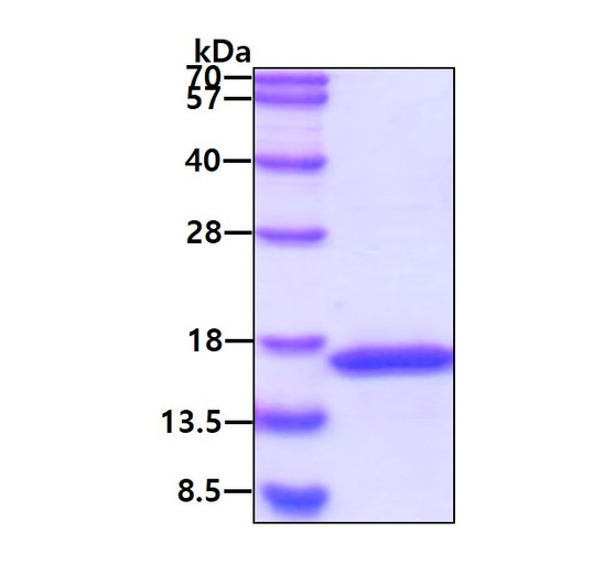 SDS-PAGE of recombinant mouse IL-21 protein under reducing conditions stained with Coomassie blue