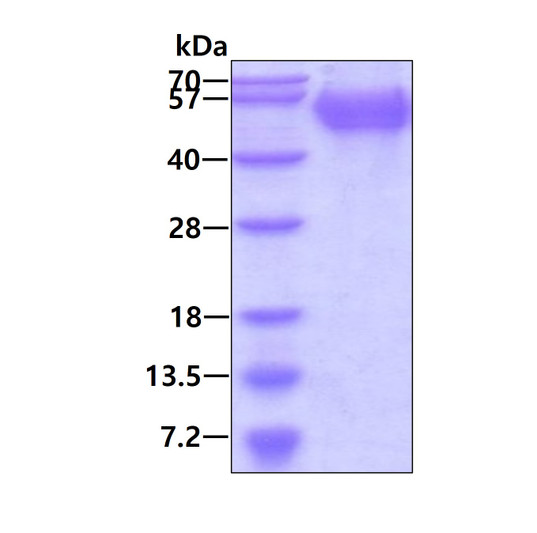 Recombinant mouse BACE-2 protein SDS-PAGE gel under reducing conditions with Coomassie blue stain