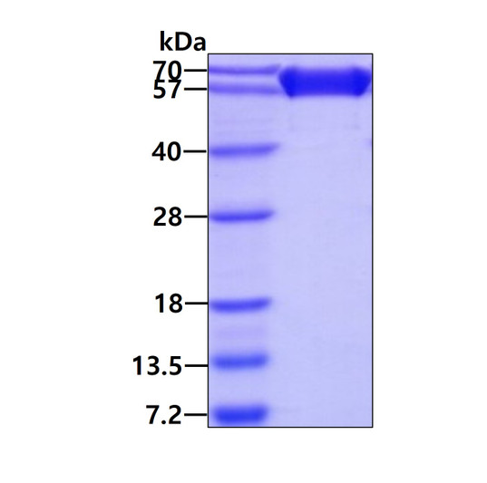 Recombinant mouse CD99-L2 protein SDS-PAGE gel under reducing conditions stained with Coomassie blue