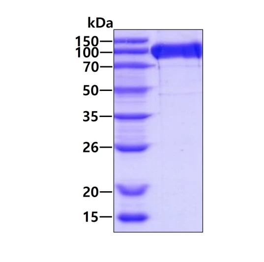 SDS-PAGE gel of recombinant human LILRA3 CD85e protein 3ug reducing conditions Coomassie blue stain