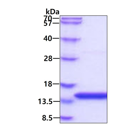 Recombinant human Cystatin B protein SDS-PAGE gel under reducing conditions stained with Coomassie blue