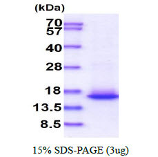 SDS-PAGE gel showing recombinant human Elongin B protein 3μg under reducing conditions with Coomassie blue stain