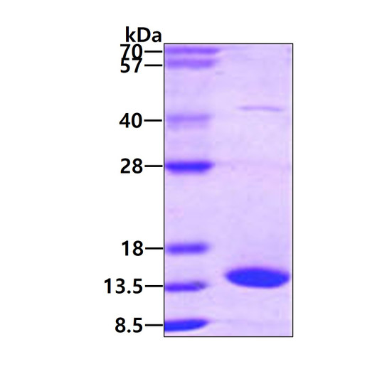 SDS-PAGE gel of recombinant human FABP7 B-FABP protein STJP019619 under reducing conditions