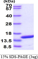SDS-PAGE gel of recombinant human FABP8 M-FABP protein under reducing conditions Coomassie blue stained