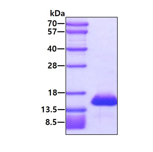 SDS-PAGE gel showing 3µg recombinant human FABP5 E-FABP protein under reducing conditions Coomassie blue stain