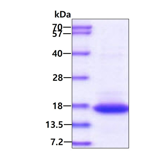 SDS-PAGE gel showing recombinant human GADD45 gamma protein 3µg under reducing conditions with Coomassie blue stain