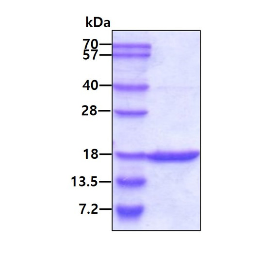 SDS-PAGE gel of recombinant human GMF-gamma protein 3 µg reducing conditions Coomassie blue stain