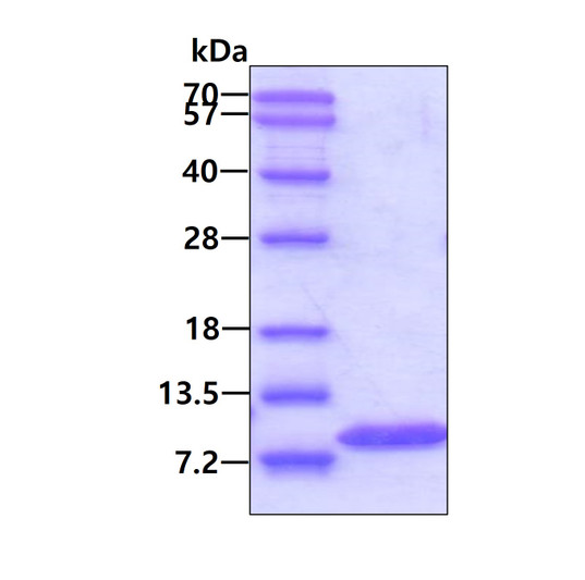 SDS-PAGE gel of recombinant human Glutaredoxin 1 GLRX1 protein under reducing conditions stained with Coomassie blue