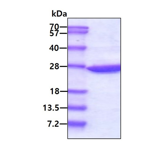 SDS-PAGE gel of recombinant E. coli dsbC protein 3 µg under reducing conditions Coomassie blue stain