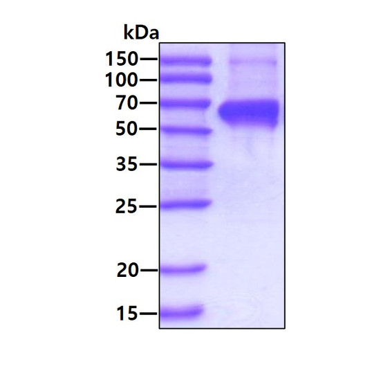 Recombinant human HSP60 protein SDS-PAGE gel under reducing conditions stained with Coomassie blue