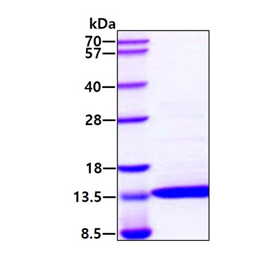 SDS-PAGE gel of recombinant human IL-2 C145S protein under reducing conditions Coomassie stain