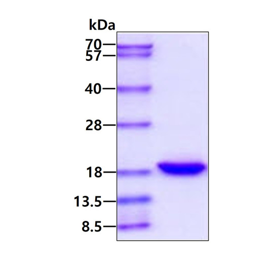 SDS-PAGE gel of recombinant human IL-33 protein under reducing conditions stained with Coomassie blue