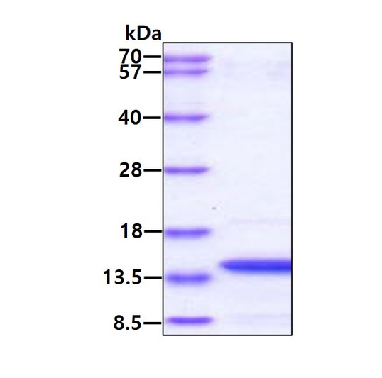 Recombinant human IRF3 protein SDS-PAGE gel showing 3ug under reducing conditions with Coomassie blue stain