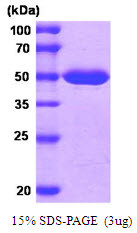 SDS-PAGE gel of recombinant human MAT2A protein under reducing conditions with Coomassie blue stain