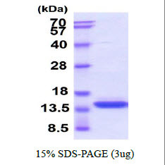 SDS-PAGE gel of recombinant human GM-CSF protein under reducing conditions stained with Coomassie blue