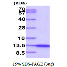 SDS-PAGE gel of recombinant human NEDD8 protein under reducing conditions stained with Coomassie blue