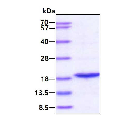 SDS-PAGE gel showing 3µg recombinant human Cyclophilin-like 1 PPIL1 protein under reducing conditions Coomassie blue stain