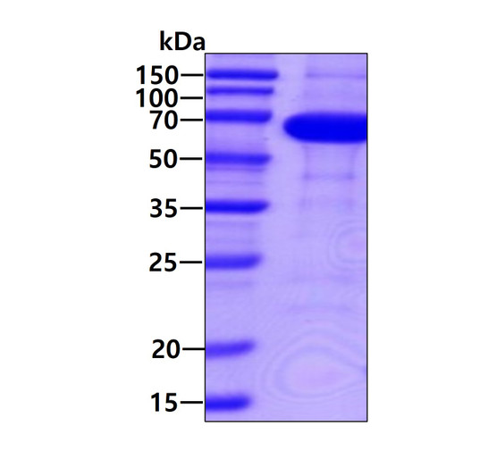 SDS-PAGE gel of recombinant human Smad4 protein under reducing conditions stained with Coomassie blue
