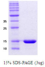 SDS-PAGE gel of recombinant human alpha-synuclein delta-NAC protein under reducing conditions Coomassie blue stain
