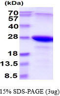 SDS-PAGE gel showing recombinant human SNAP23 protein under reducing conditions Coomassie blue stain