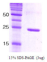 SDS-PAGE gel showing recombinant C. elegans SNAP25 protein 3µg under reducing conditions with Coomassie blue stain