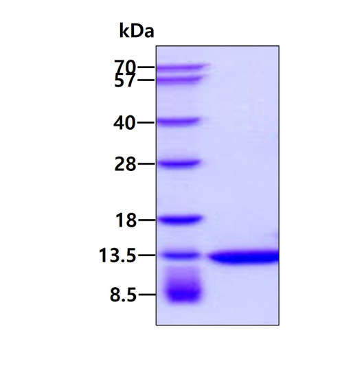 SDS-PAGE gel of recombinant human Thioredoxin-1 protein 3μg under reducing conditions with Coomassie blue stain