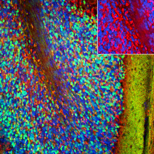 IHC staining mouse cerebellum with anti-PSD-95 antibody excitatory synapses STJA0040403