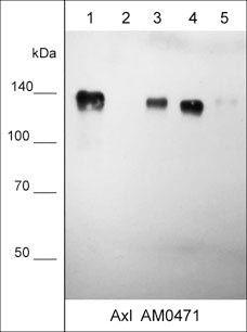 Western blot Axl protein detection in multiple human carcinoma cell lines using antibody STJA0041046