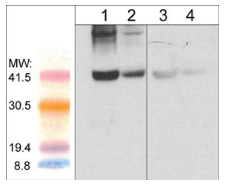 anti-Atrogin-1 antibody WB mouse gastrocnemius and diaphragm tissue lysate STJA0041067