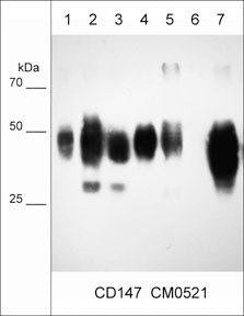 Western blot CD147 detection across multiple cancer cell lines using antibody STJA0041101