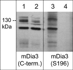 Western blot phospho-mDia3 Ser-196 detection in Jurkat cells using antibody STJA0041183