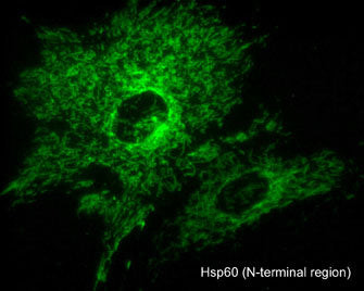 ICC staining Hsp60 in A7r5 cell mitochondria using antibody with DyLight 488 STJA0041241