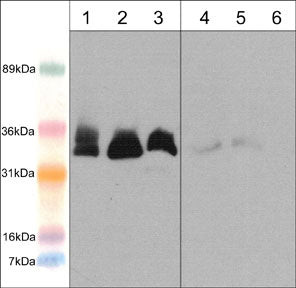 Western blot WB Memo expression in mouse and rabbit tissues using antibody STJA0041271