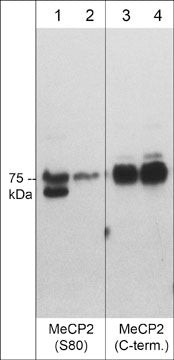 Western blot MeCP2 detection in mouse brain tissue with phosphatase treatment comparison STJA0041281